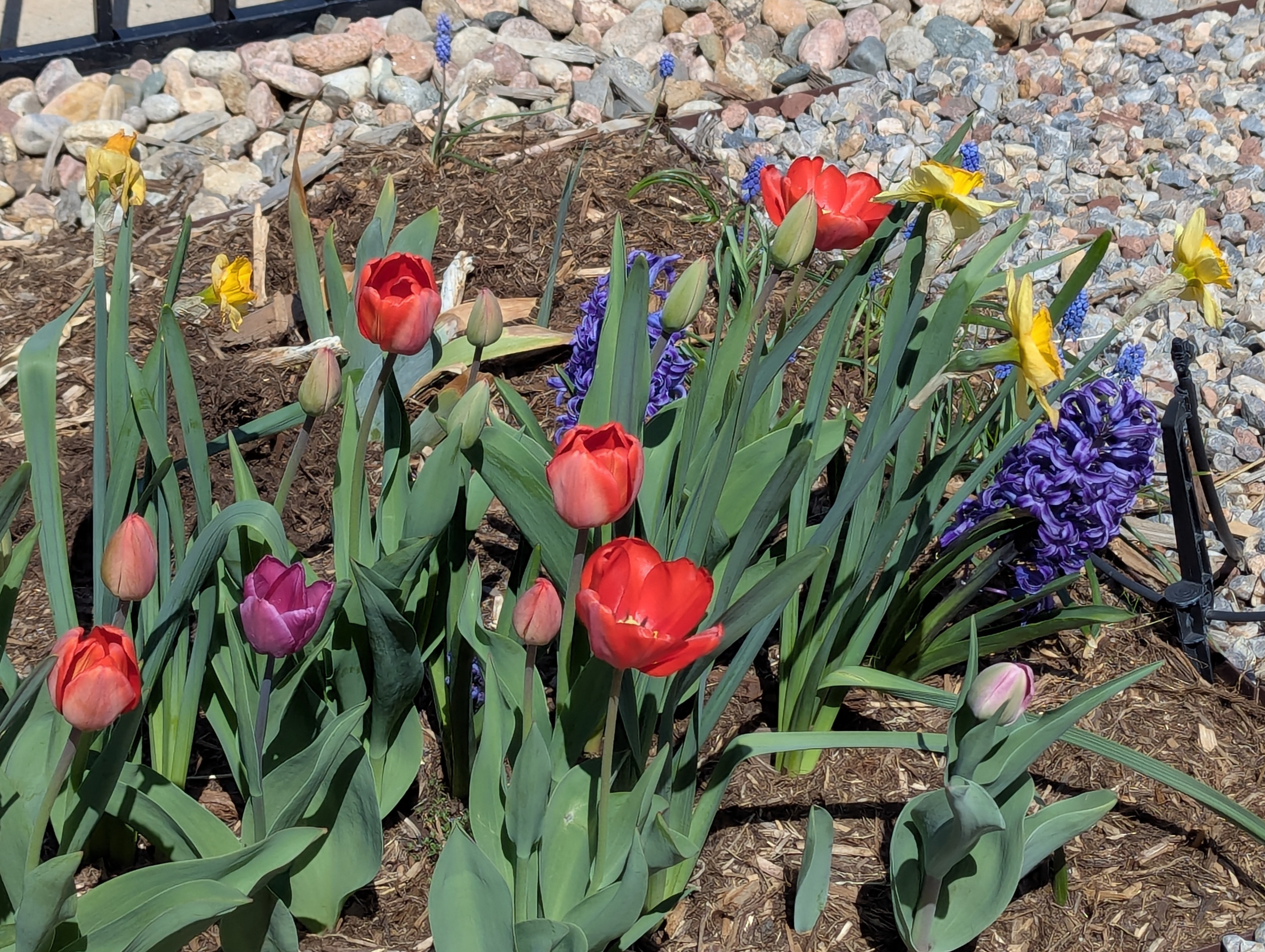 Garden, Flowers, Morrison, Colorado